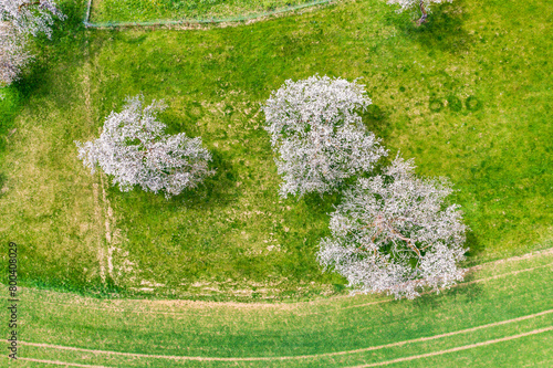Top view of blooming cherry trees in an orchard in Upper Franconia/Germany