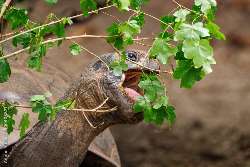 Obraz premium A Galapagos tortoise, Chelonoidis niger, eating leaves from a branch. Also known as the Galapagos giant tortoise, this is the biggest species on the planet and vulnerable in the wild.