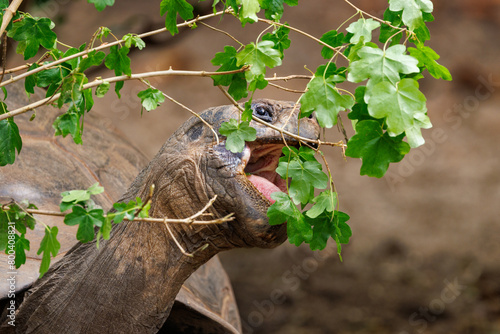 A Galapagos tortoise, Chelonoidis niger, eating leaves from a branch. Also known as the Galapagos giant tortoise, this is the biggest species on the planet and vulnerable in the wild. photo