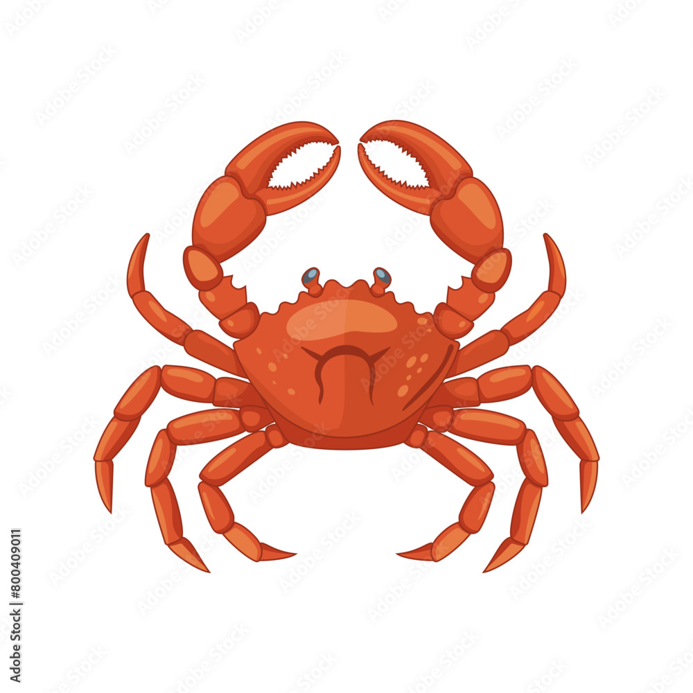 Vector illustration. Crab isolated on white background. Vector illustration. Crab isolated on white background.