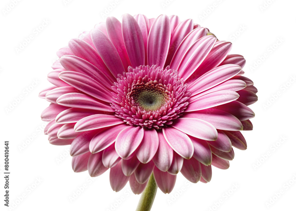 pink gerber flower isolated on white pink gerber flower isolated on white