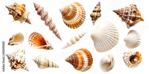 Collection of seashells isolated on white