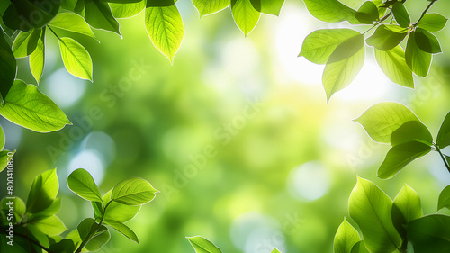 Natural background with a frame of branches with green leaves with copy space. Blurred greenery background with bokeh with a border of green leaves. photo