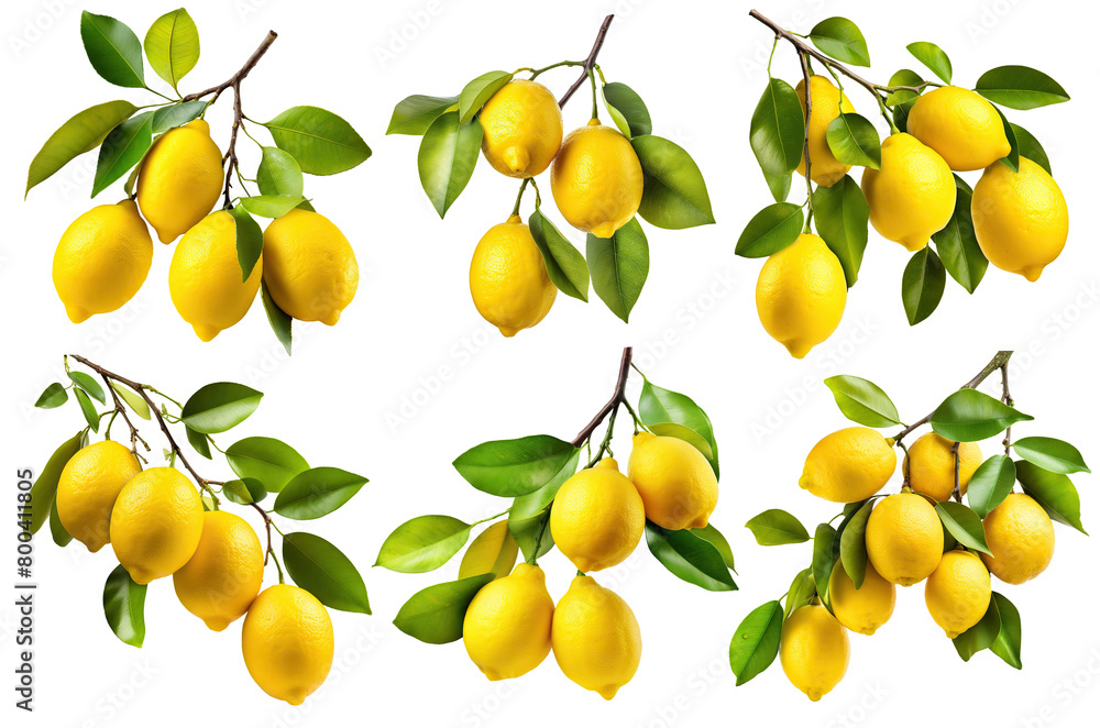 Set of fresh delicious lemons on branches, cut out