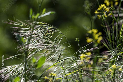 Nassella neesiana because it constitutes a serious threat to native species or ecosystems, this species has been included in the Catalog of Invasive Exotic Species photo