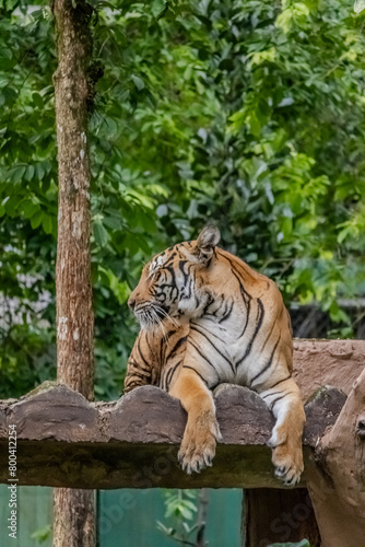 tiger in the zoo