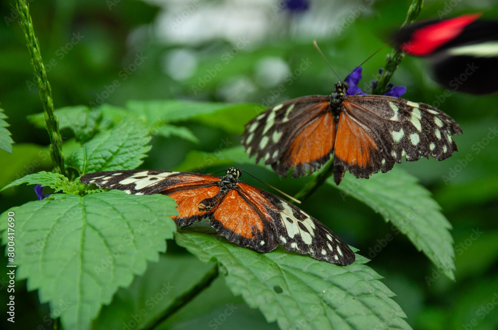 A close-up of two Heliconius Butterflies on a plant leaf in a greenhouse A close-up of two Heliconius Butterflies on a plant leaf in a greenhouse