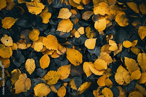Golden Canvas: High-Resolution Capture of Autumn's Beauty