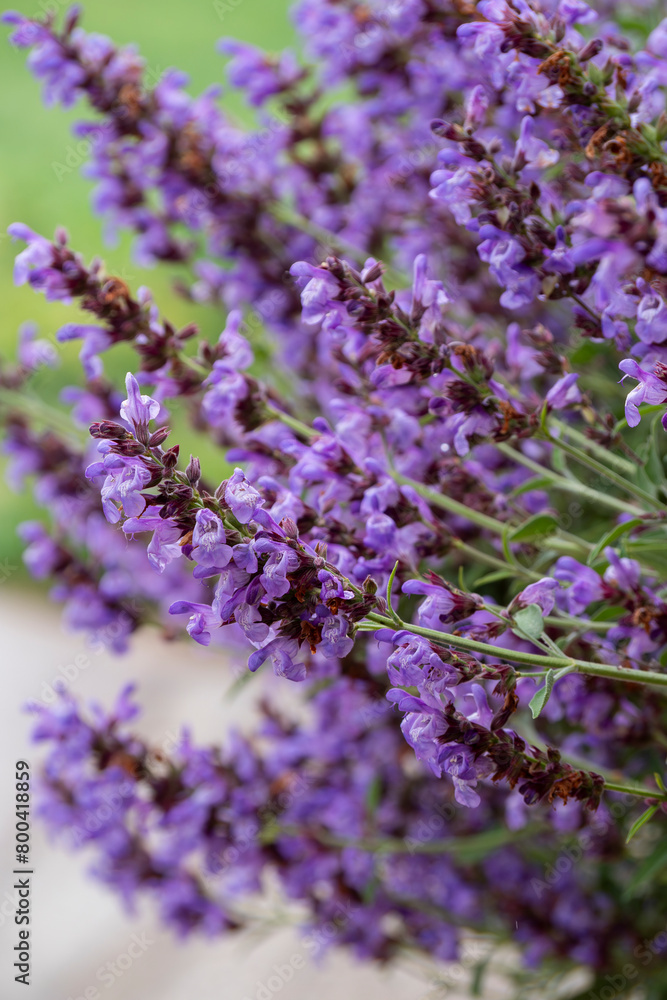 Fototapeta premium selective focus of purple sage (salvia) flowers with blurred background