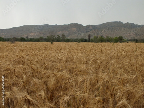 wheat field in open sky