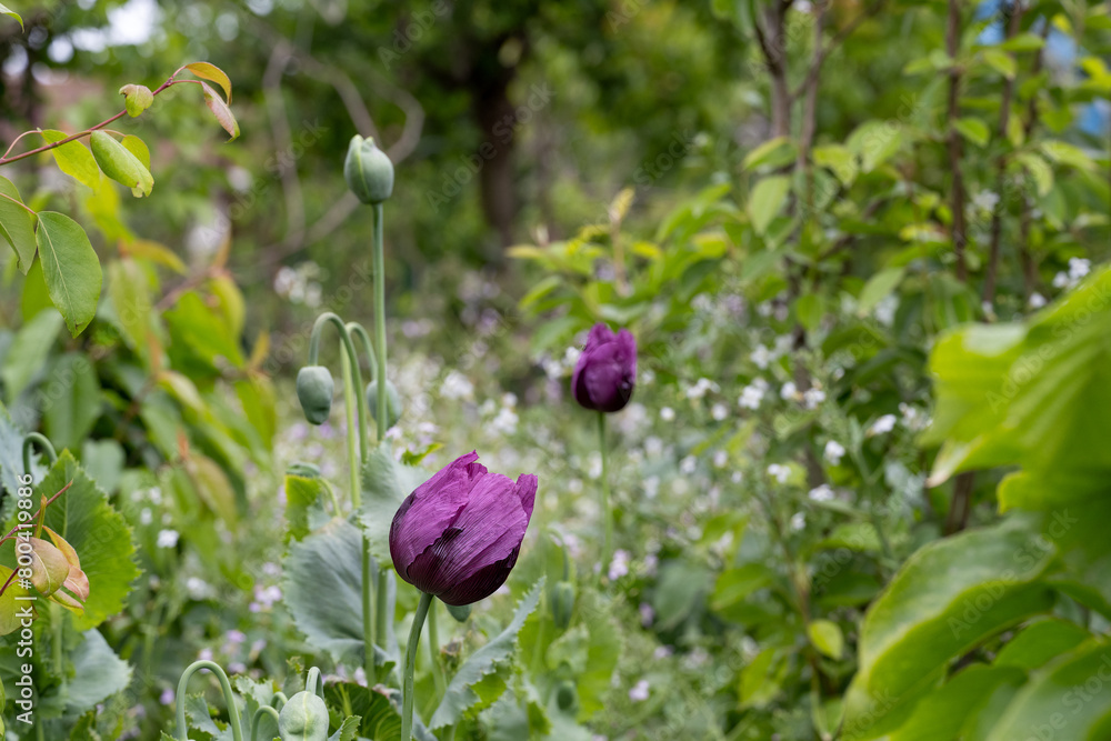 Opium poppy flower, in latin papaver somniferum, purple colored flowering poppy is grown in Turkiye
Opium poppy flower, in latin papaver somniferum, purple colored flowering poppy is grown in Turkiye