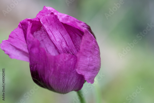 Opium poppy flower, in latin papaver somniferum, purple colored flowering poppy is grown in Turkiye