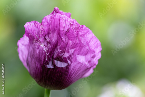 Opium poppy flower, in latin papaver somniferum, purple colored flowering poppy is grown in Turkiye	
