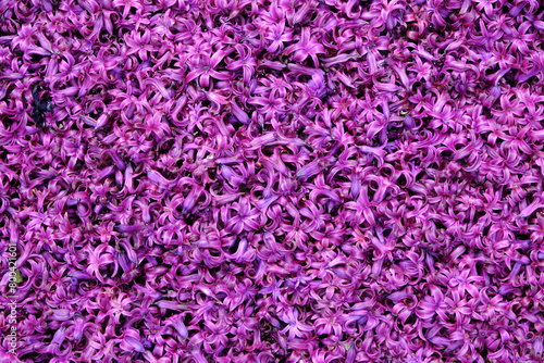 Floral background of small purple flowers.