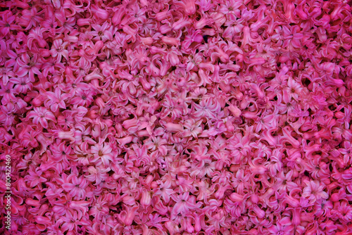 Background of small pink hyacinth flowers.