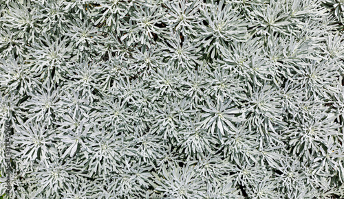 Chinese Wormwood's slilver leaves, Crossostephium chinense, Close up of gray. Small decorative flowers. photo