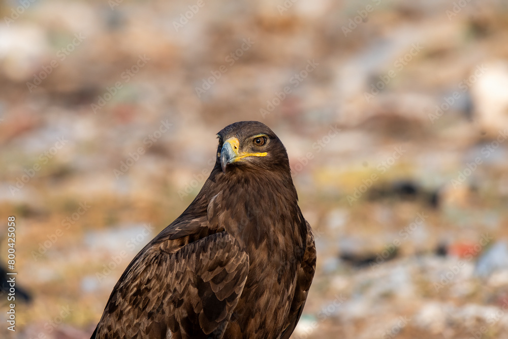 A closeup of Tawny Eagle near the carcass dump yard inside Jorbeer conservation reserve on the outskirts of Bikaner, Rajasthan during a wildlife safari A closeup of Tawny Eagle near the carcass dump yard inside Jorbeer conservation reserve on the outskirts of Bikaner, Rajasthan during a wildlife safari