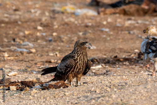 A Black kite resting on the ground near carcass dumping yard inside Jorbeer conservation area on the outskirts of Bikaner town in Rajasthan