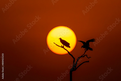 A silhouette of Egyptian vulture against the setting sun inside Jorbeer Conservation reserve on the outskirts of Bikaner, Rajasthan during a wildlife safari