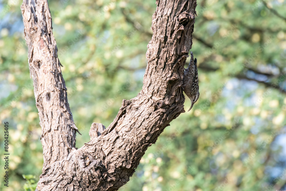 An Indian Spotted Creeper perched on top of a tree top, these birds are endemic to this region inside Tal chappar Black buck sanctuary during a wildlife sanctuary An Indian Spotted Creeper perched on top of a tree top, these birds are endemic to this region inside Tal chappar Black buck sanctuary during a wildlife sanctuary
