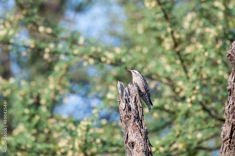 An Indian Spotted Creeper perched on top of a tree top, these birds are endemic to this region inside Tal chappar Black buck sanctuary during a wildlife sanctuary An Indian Spotted Creeper perched on top of a tree top, these birds are endemic to this region inside Tal chappar Black buck sanctuary during a wildlife sanctuary