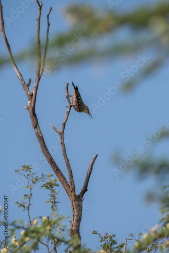 An Indian Spotted Creeper perched on top of a tree top, these birds are endemic to this region inside Tal chappar Black buck sanctuary during a wildlife sanctuary photo