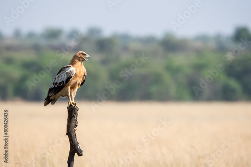 A tawny eagle perched on top of a tree stomp in the middle of the grassland inside Tal chappar Blackbuck Sanctuary during a wildlife safari photo