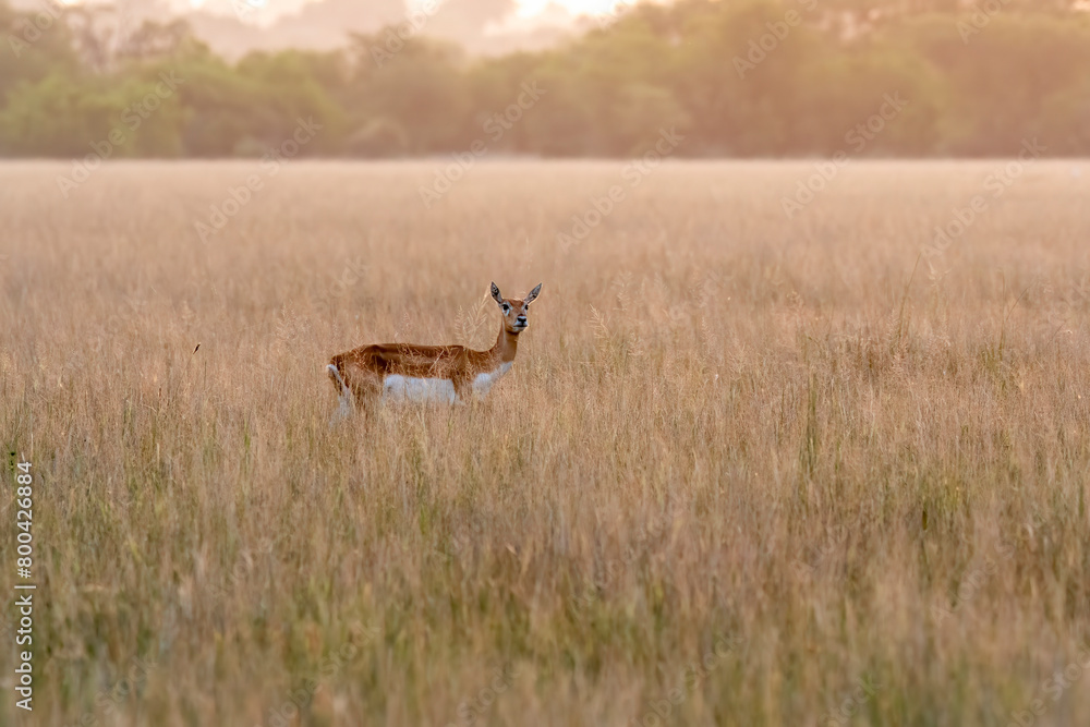 Blackbucks grazing in the grasslands of Tal chappar black buck sanctuary during a beautiful sunset Blackbucks grazing in the grasslands of Tal chappar black buck sanctuary during a beautiful sunset