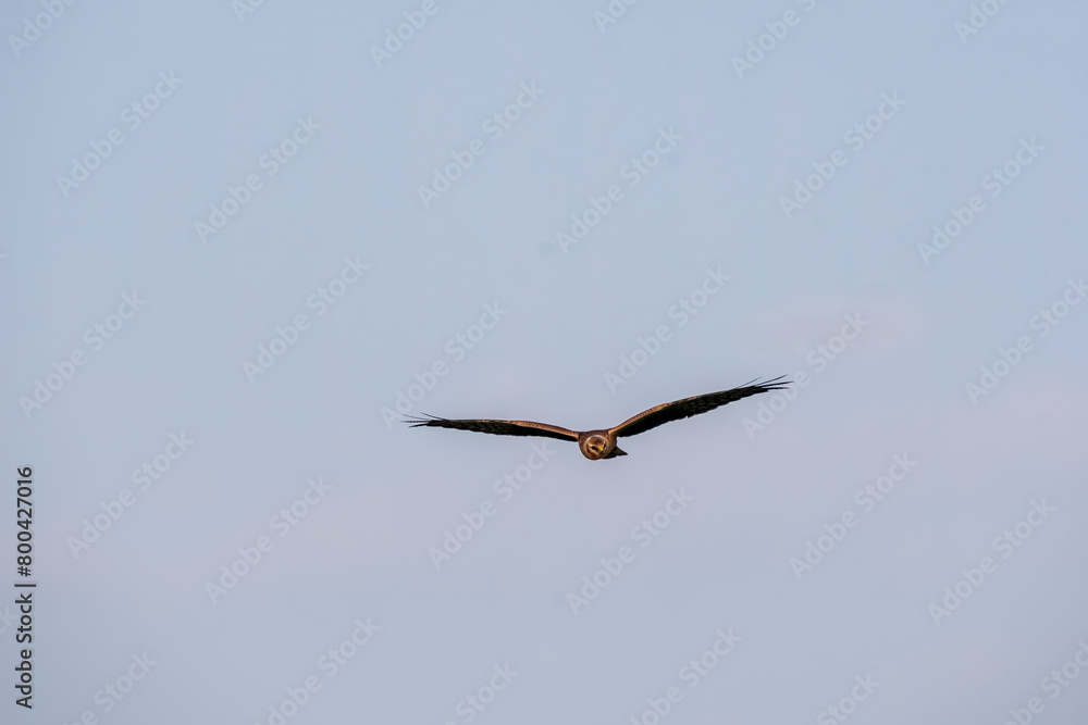 A Eurasian marsh harrier flying high in the grasslands inside Tal Chappar Blackbuck sanctuary during a wildlife safari A Eurasian marsh harrier flying high in the grasslands inside Tal Chappar Blackbuck sanctuary during a wildlife safari
