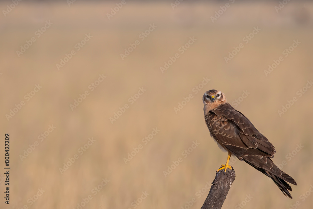 Fototapeta premium A Eurasian marsh harrier perched on top of a tree inside Tal Chappar Blackbuck sanctuary during a wildlife safari
