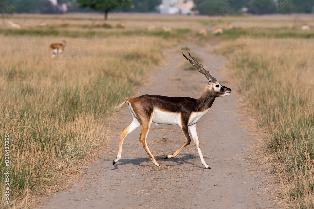 A male blackbuck walking among the high grass inside the grasslands of Black buck sanctuary in Tal Chappar, Rajasthan during a wildlife safari A male blackbuck walking among the high grass inside the grasslands of Black buck sanctuary in Tal Chappar, Rajasthan during a wildlife safari