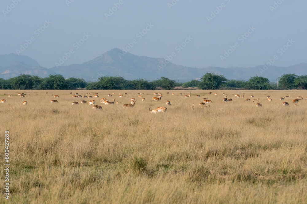Herds of blackbucks grazing in the grasslands of Blackbuck Sanctuary in Tal Chappar, Rajasthan during a wildlife safari