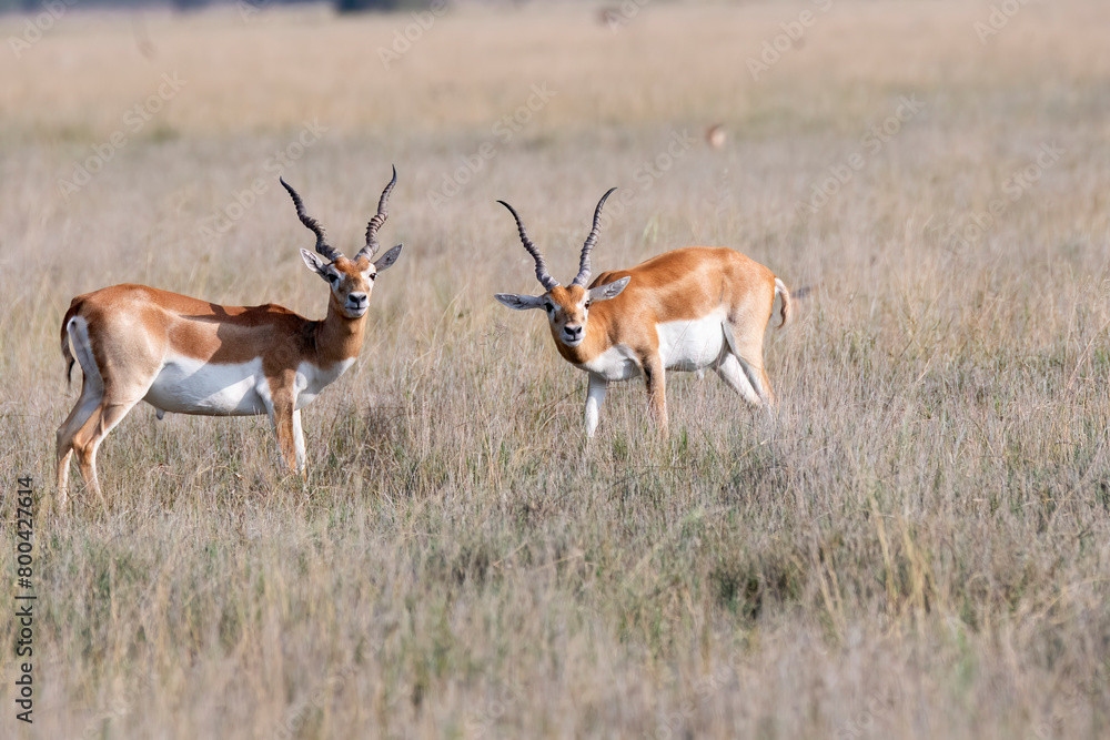 Two male black bucks pause during their fight and looking at the vehicles near by inside Black buck Conservation area in Rajasthan Two male black bucks pause during their fight and looking at the vehicles near by inside Black buck Conservation area in Rajasthan