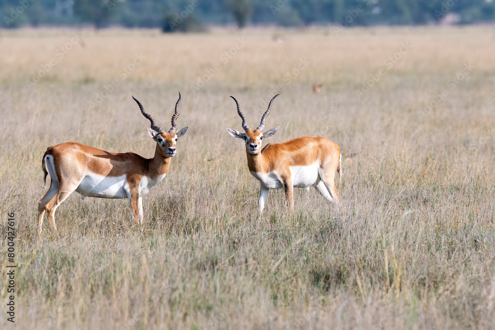 Two male black bucks pause during their fight and looking at the vehicles near by inside Black buck Conservation area in Rajasthan Two male black bucks pause during their fight and looking at the vehicles near by inside Black buck Conservation area in Rajasthan