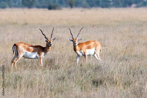 Two male black bucks pause during their fight and looking at the vehicles near by inside Black buck Conservation area in Rajasthan