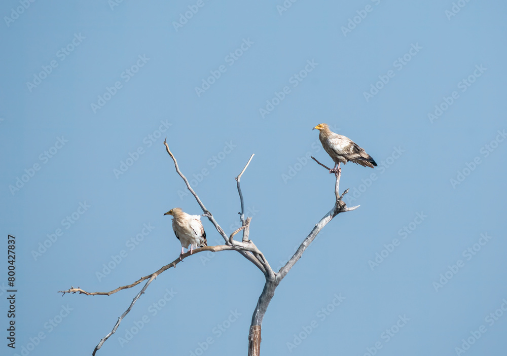 Fototapeta premium Egyptian vultures are the scavengers who helps in keeping the ecosystem clean by feeding on carcass. this was photographed in Jorbeer Conservation area and in its carcass dump yard