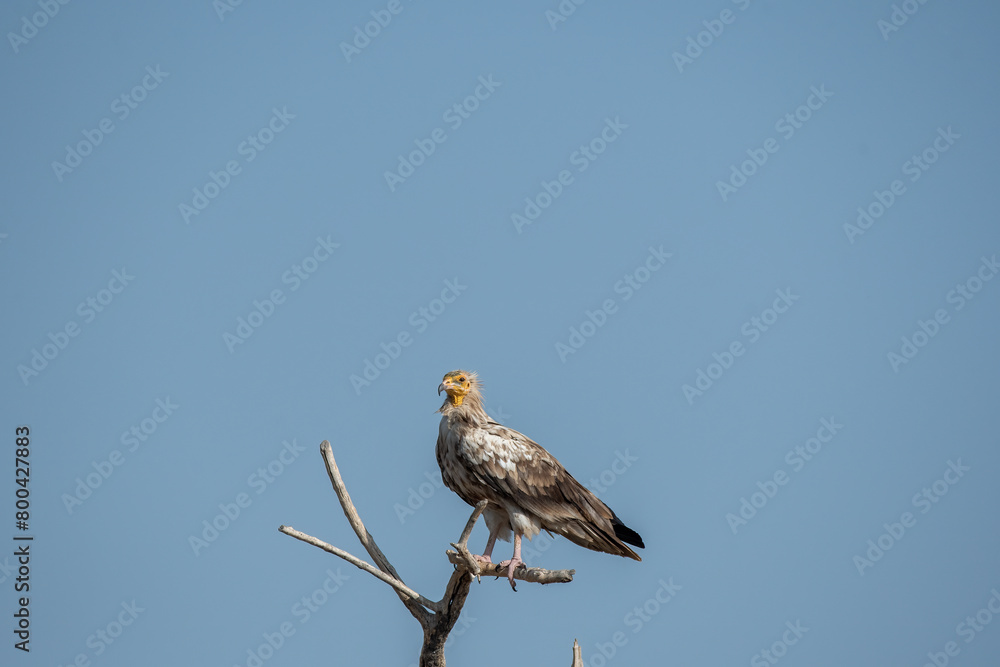 Egyptian vultures are the scavengers who helps in keeping the ecosystem clean by feeding on carcass. this was photographed in Jorbeer Conservation area and in its carcass dump yard Egyptian vultures are the scavengers who helps in keeping the ecosystem clean by feeding on carcass. this was photographed in Jorbeer Conservation area and in its carcass dump yard