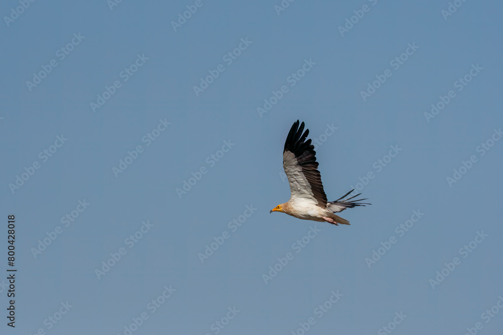 Obraz premium Egyptian vultures are the scavengers who helps in keeping the ecosystem clean by feeding on carcass. this was photographed in Jorbeer Conservation area and in its carcass dump yard