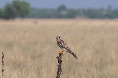A common Kestrel sitting on top of a tree with the background of grassland inside Tal Chappar, Rajasthan during a wildlife drive inside the sanctuary