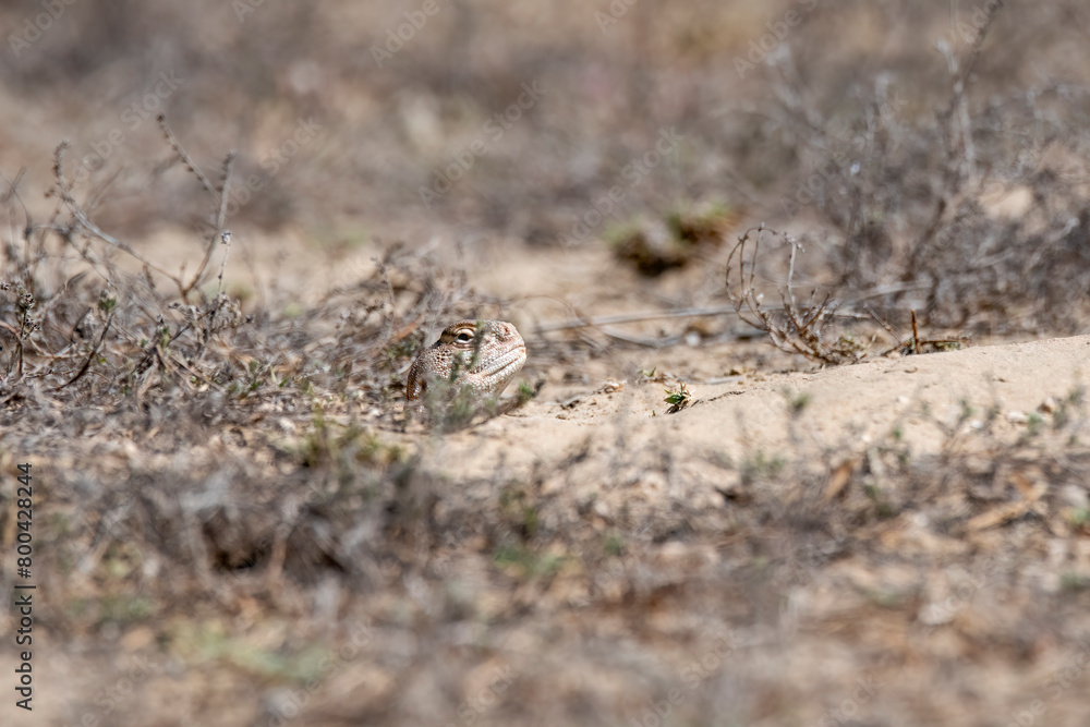 Spiny-tailed lizards appear on the surface only during early winters and spends most of its time underground on the outskirts Bikaner, Rajasthan during a wildlife safari Spiny-tailed lizards appear on the surface only during early winters and spends most of its time underground on the outskirts Bikaner, Rajasthan during a wildlife safari
