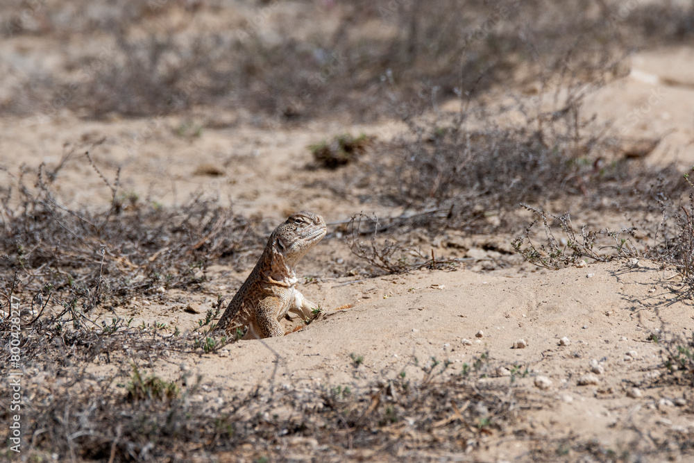 Spiny-tailed lizards appear on the surface only during early winters and spends most of its time underground on the outskirts Bikaner, Rajasthan during a wildlife safari Spiny-tailed lizards appear on the surface only during early winters and spends most of its time underground on the outskirts Bikaner, Rajasthan during a wildlife safari