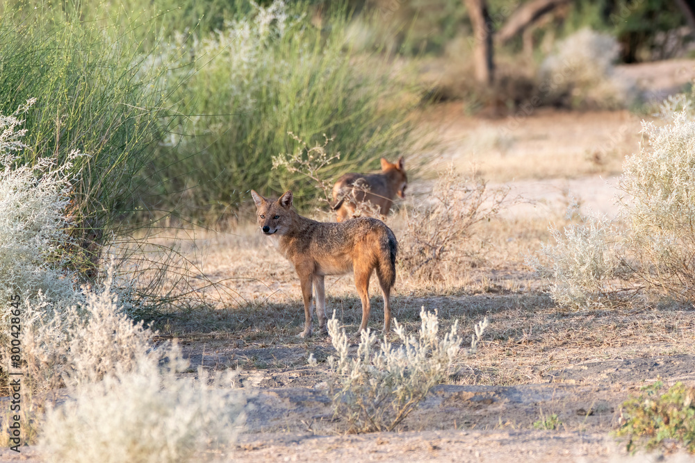 An Indian jackal wondering around in the desert on the outskirts of Bikaner city in Rajasthan during a birding trip in the area An Indian jackal wondering around in the desert on the outskirts of Bikaner city in Rajasthan during a birding trip in the area