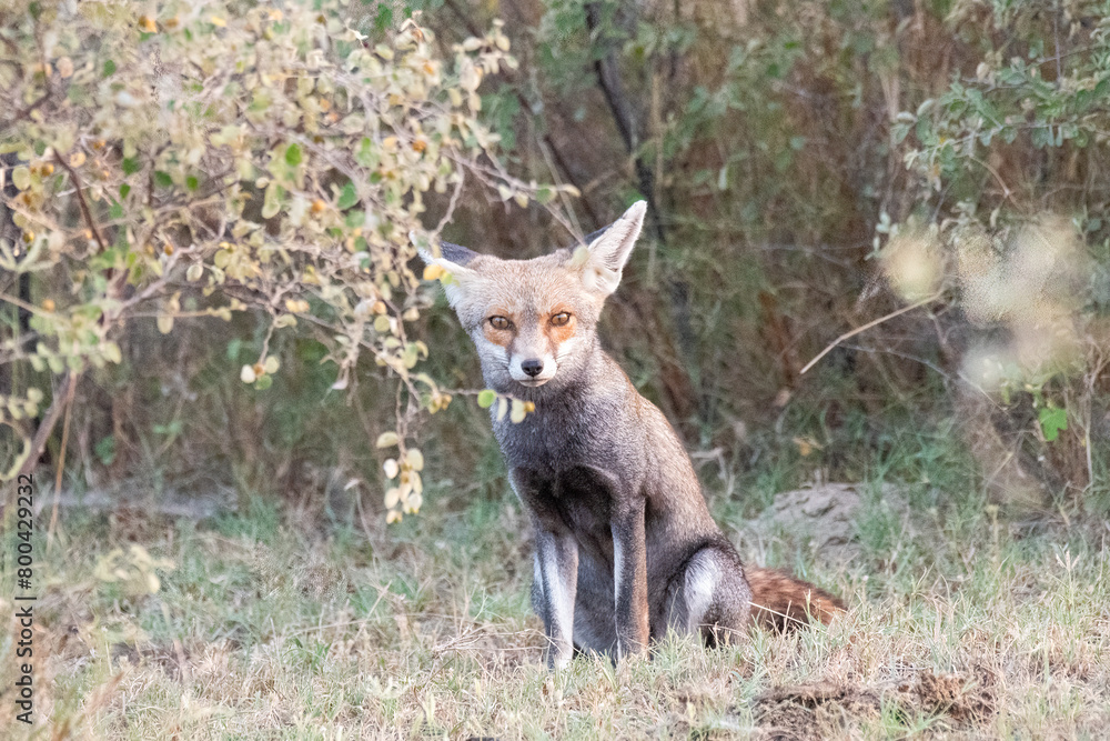 Indian Desert fox resting in the shade of a bush inside Tal chappar blackbuck sanctuary during a wildlife safari