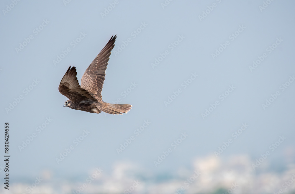 Obraz premium A laggar falcon flying chasing another partner in clear sky on the outskirts of Jorbeer conservation area during a wildlife safari
