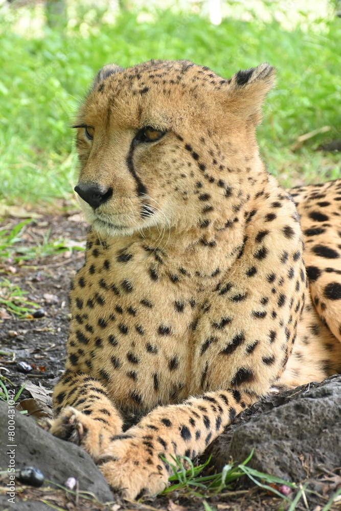 The cheetah is lying in the shade on the ground. The cheetah is lying in the shade on the ground.