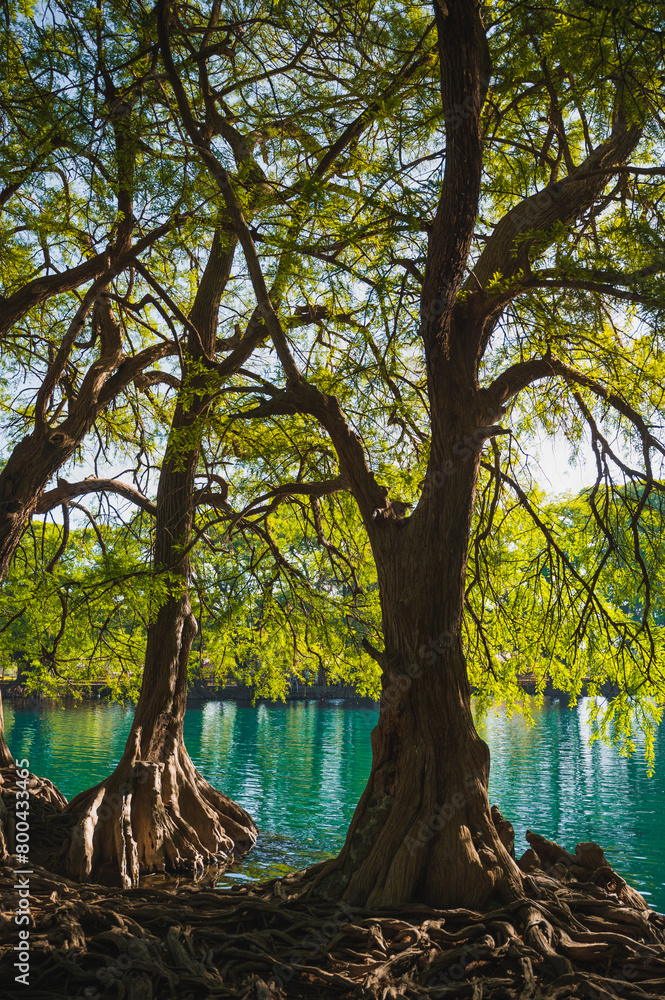 Michoacán's Mighty Trees: A Green Symphony in the Heart of Mexico