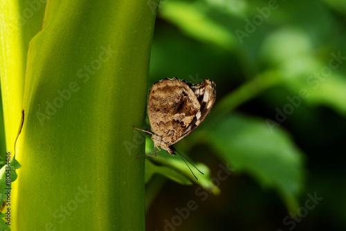 Mexican Bluewing Butterfly (Myscelia ethusa) resting on a green tropical leaf with wings closed photo