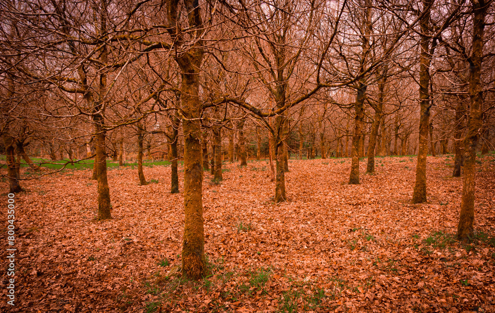 Trees and Fallen Leaves, Locherwood and Lady Muir Woodland, Renfrewshire, Scotland, UK Trees and Fallen Leaves, Locherwood and Lady Muir Woodland, Renfrewshire, Scotland, UK