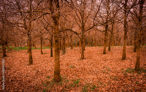 Trees and Fallen Leaves  Locherwood and Lady Muir Woodland  Renfrewshire  Scotland  UK