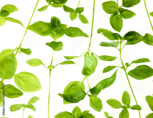Basil leaves and stem isolated on white background
